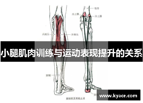 小腿肌肉训练与运动表现提升的关系