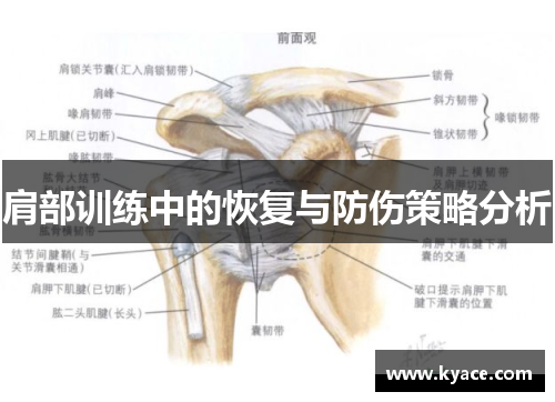 肩部训练中的恢复与防伤策略分析